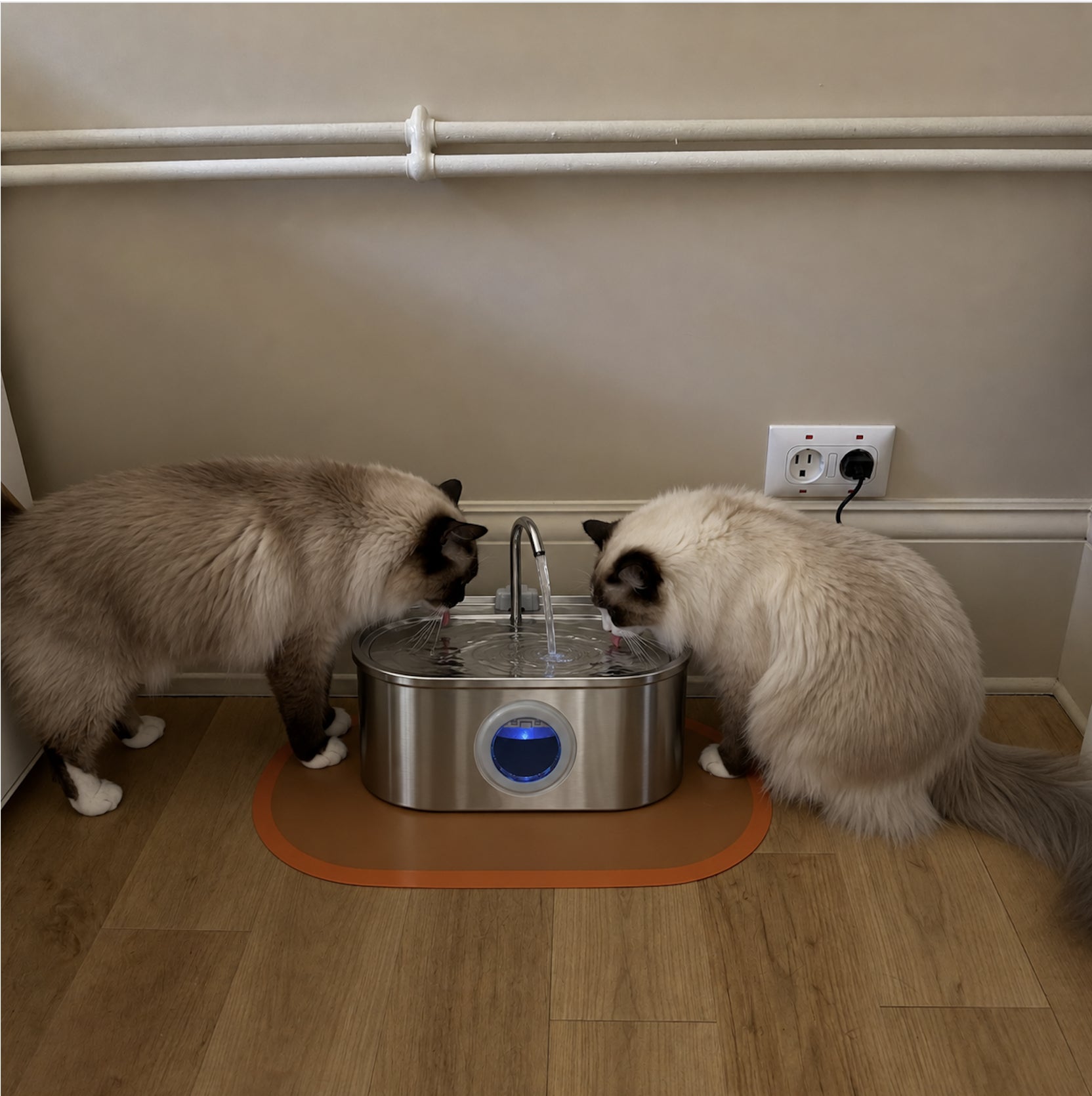 Two cats drinking from a Kittlebrook fountain