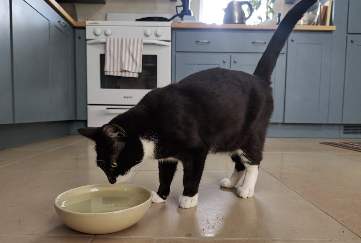 Black and white cat inspecting a full water bowl