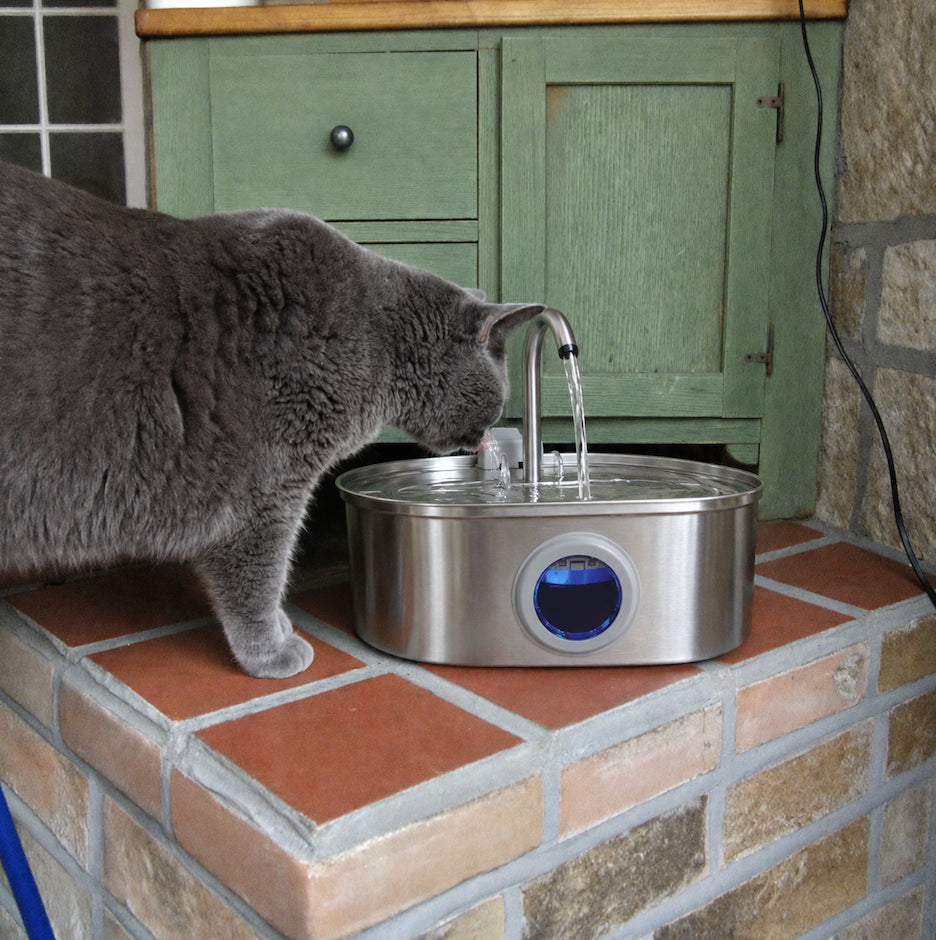 Grey cat drinking from a Kittlebrook fountain